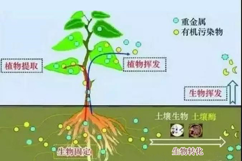 微生物修復(fù)技術(shù)_土壤修復(fù)_土壤治理